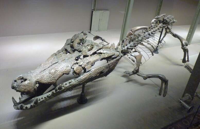 Image of crocodilians
