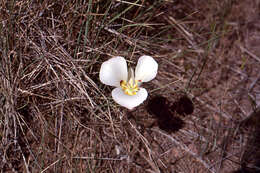 Image of mariposa lily