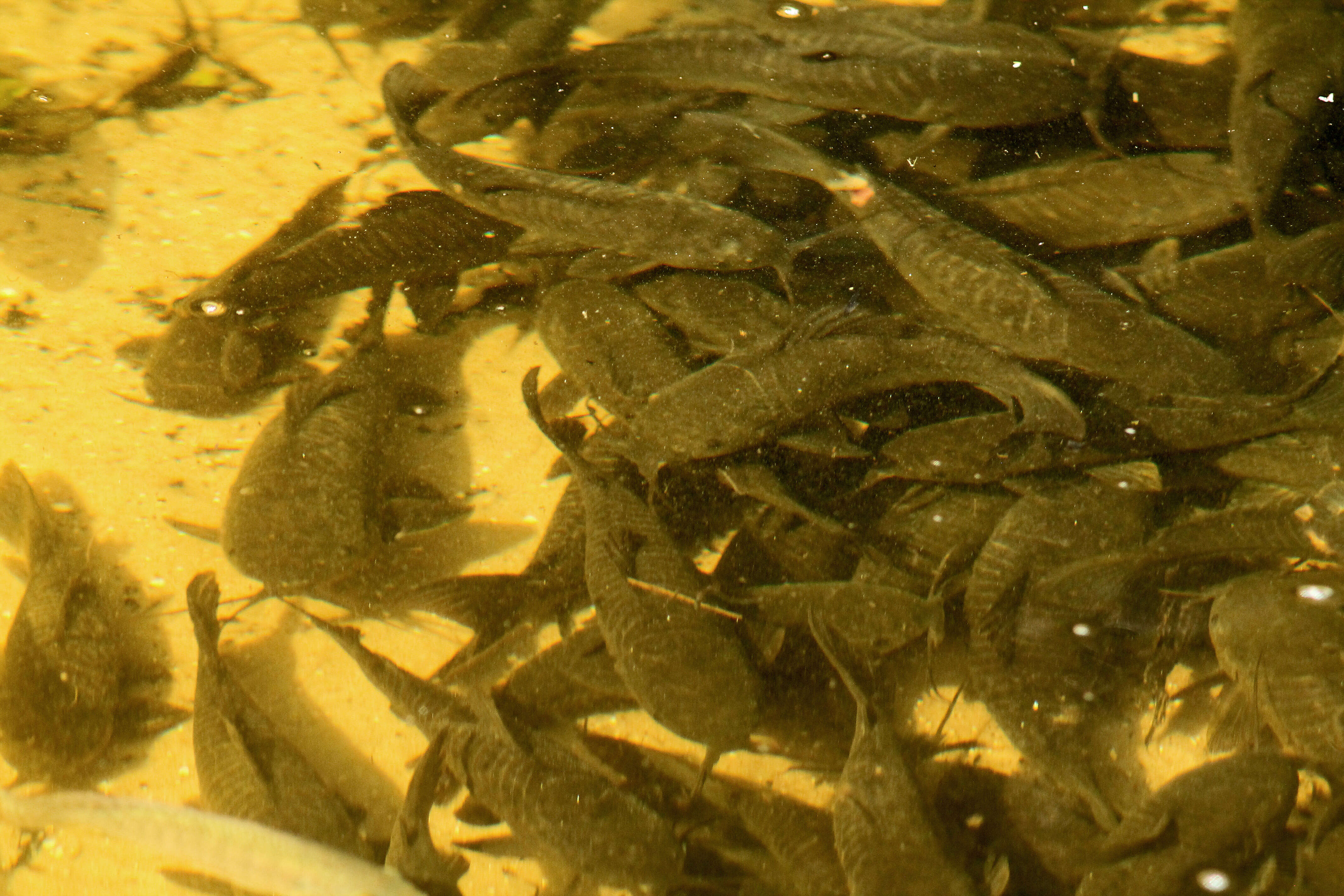 Image of callichthyid armored catfishes