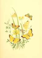 Image of Colias chrysotheme (Esper 1777)