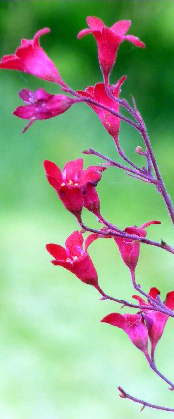 Image of coral bells