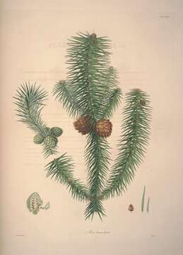 Image of Cunninghamia