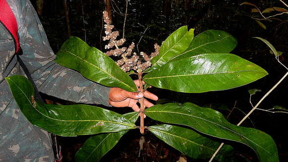 Image of Myrcia obversa (D. Legrand) E. Lucas & C. E. Wilson