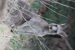 Image of Macropus giganteus giganteus Shaw 1790