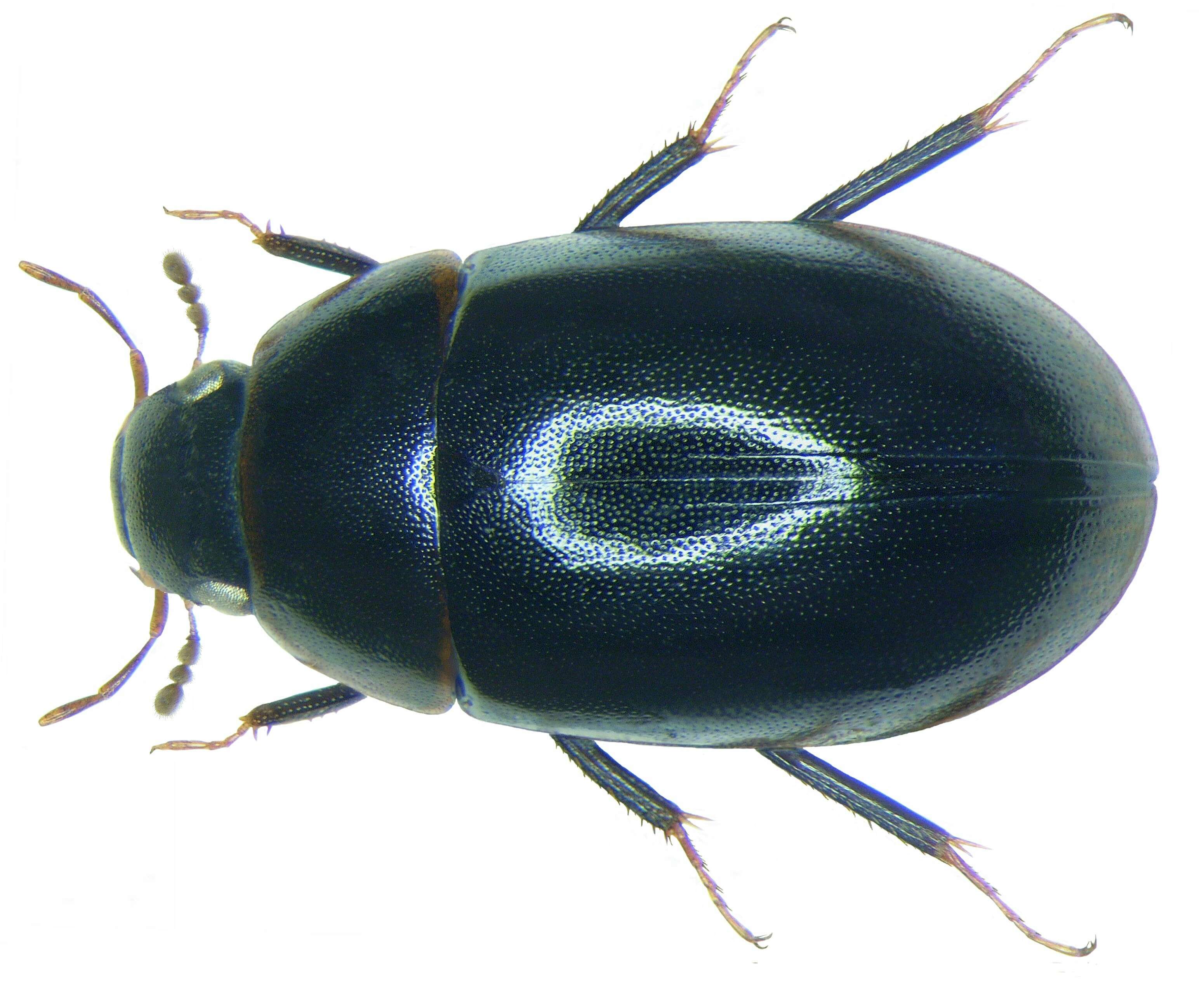 Image of Cymbiodyta