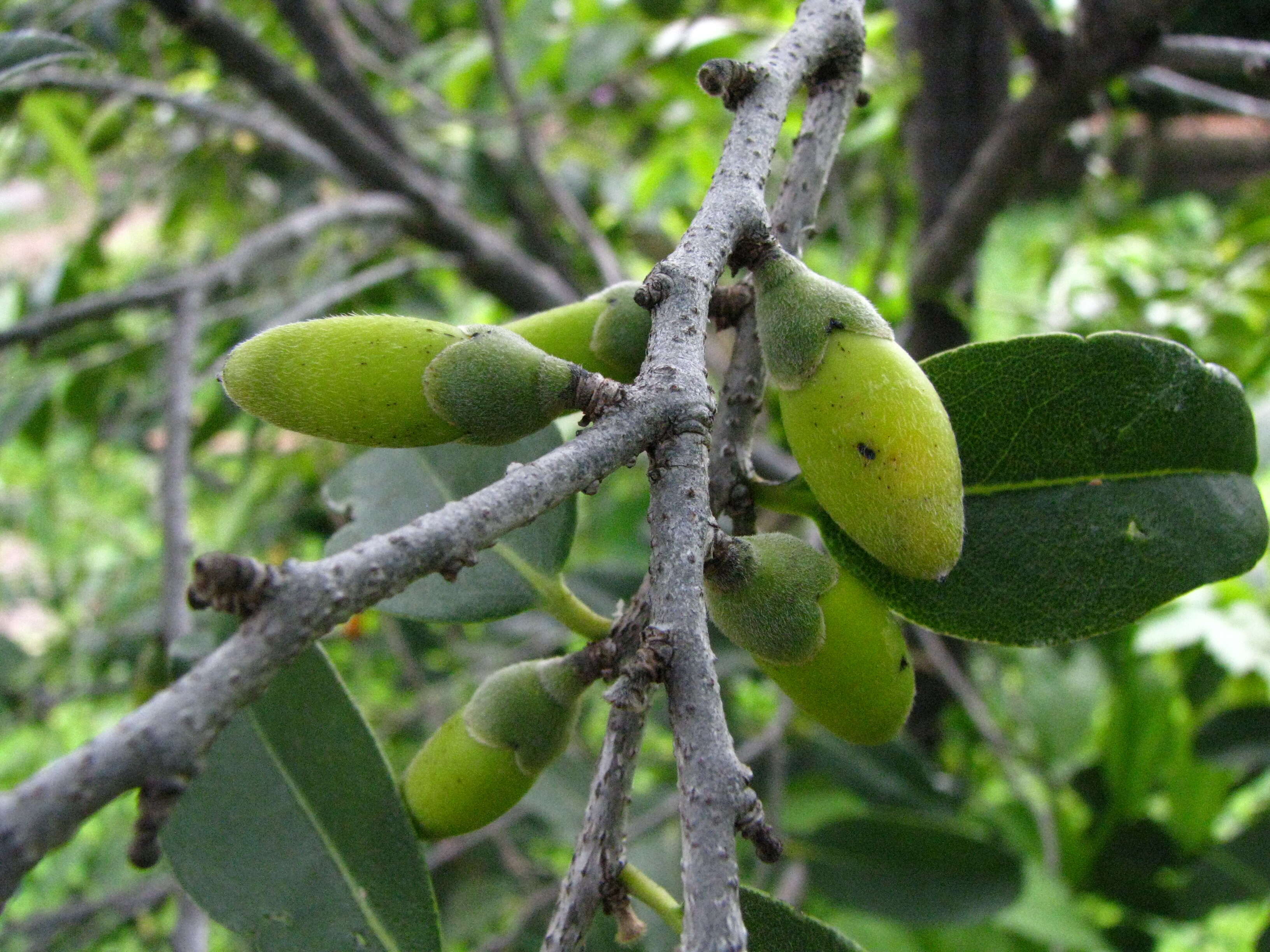 Imagem de Diospyros sandwicensis (A. DC.) Fosberg