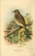 Image of Muscicapa Brisson 1760