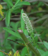 Image of Jepson's Willow