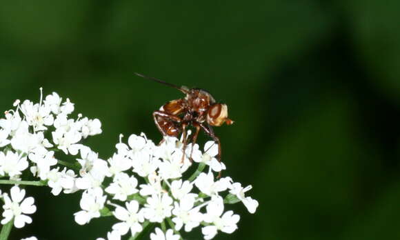 Image of Sicus ferrugineus (Linnaeus 1761)