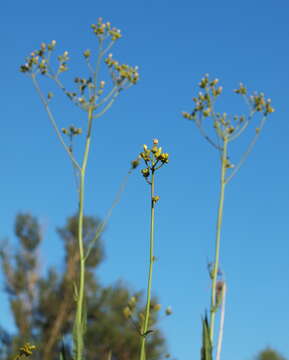 Imagem de Sonchus palustris L.