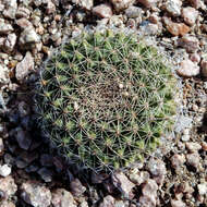 Image of Heyder's Pincushion Cactus