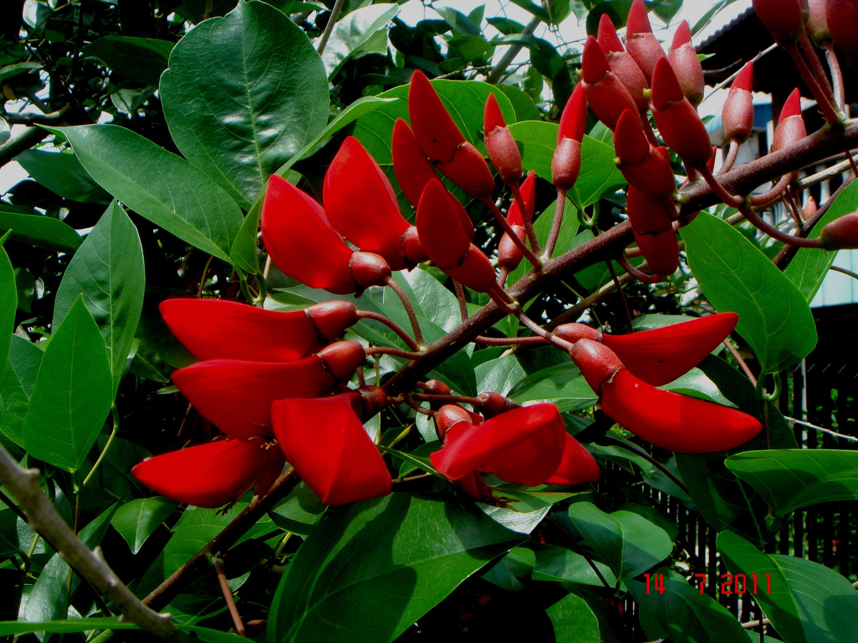 Image of Coral tree