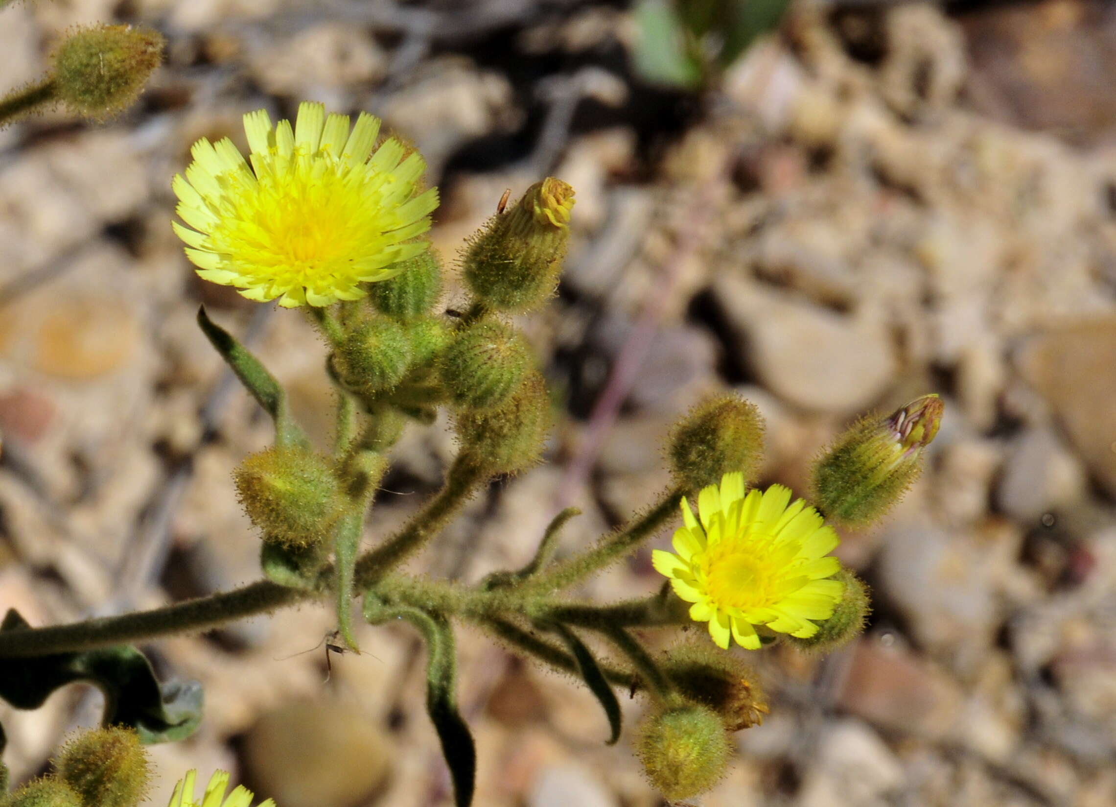 Image of Andryala integrifolia L.