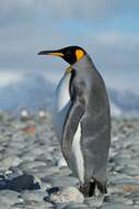 Image of King Penguin