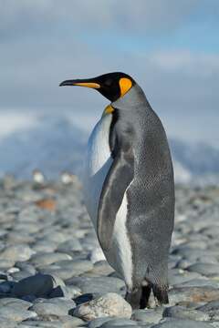 Image of King Penguin