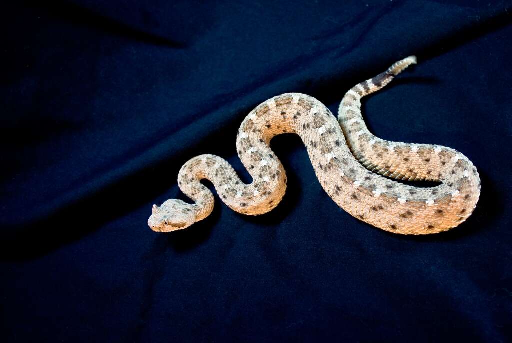 Image of Sidewinder Rattlesnake