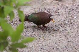 Image of Emerald Dove