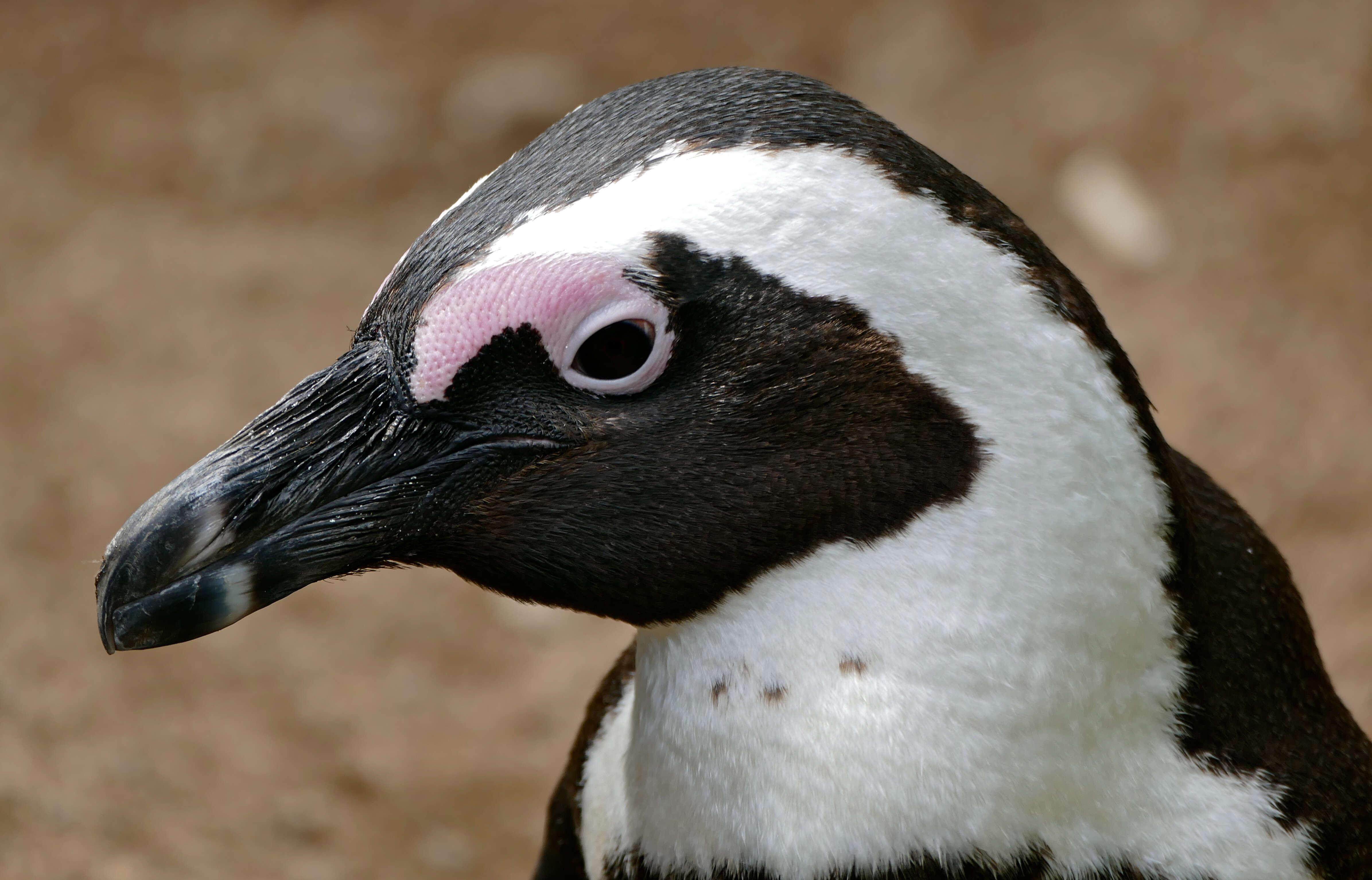 Image of African Penguin