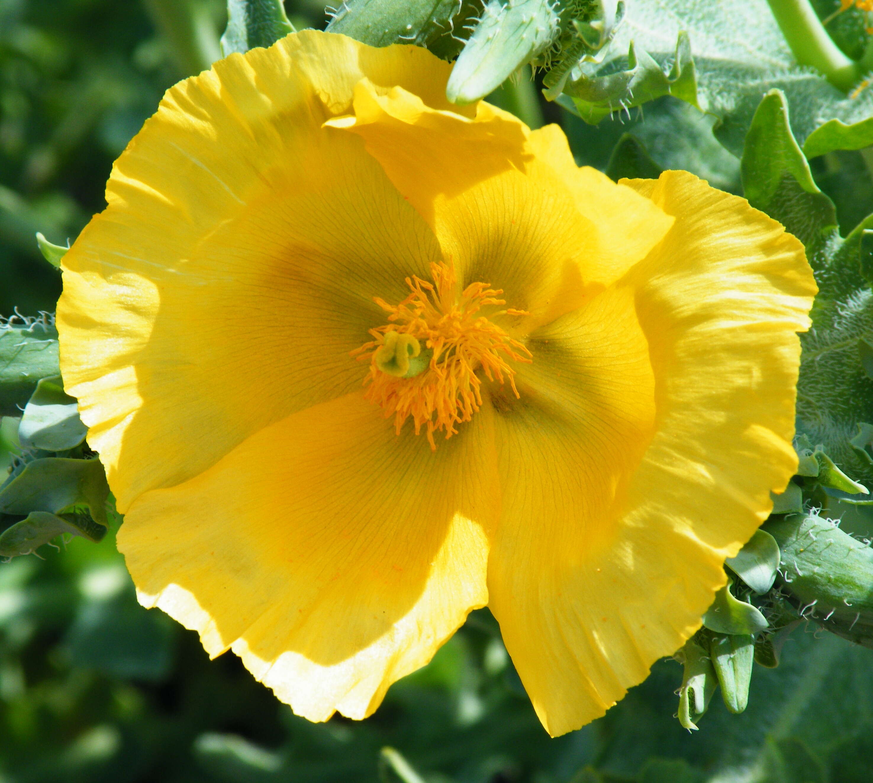 Image of hornpoppy