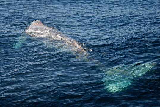 Image of Gray Whale