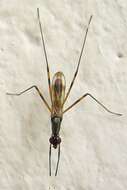 Rainieria antennaepes (Say 1823) resmi