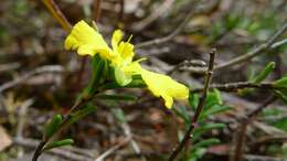 Image of Hibbertia cistiflora (Sieber ex Spreng.) N. A. Wakefield