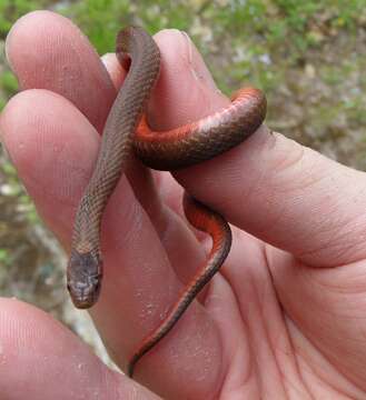 Image of Northern redbelly snake