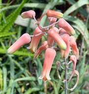 Image of Aloe jacksonii Reynolds