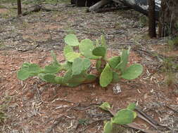 Image of Erect Prickly Pear