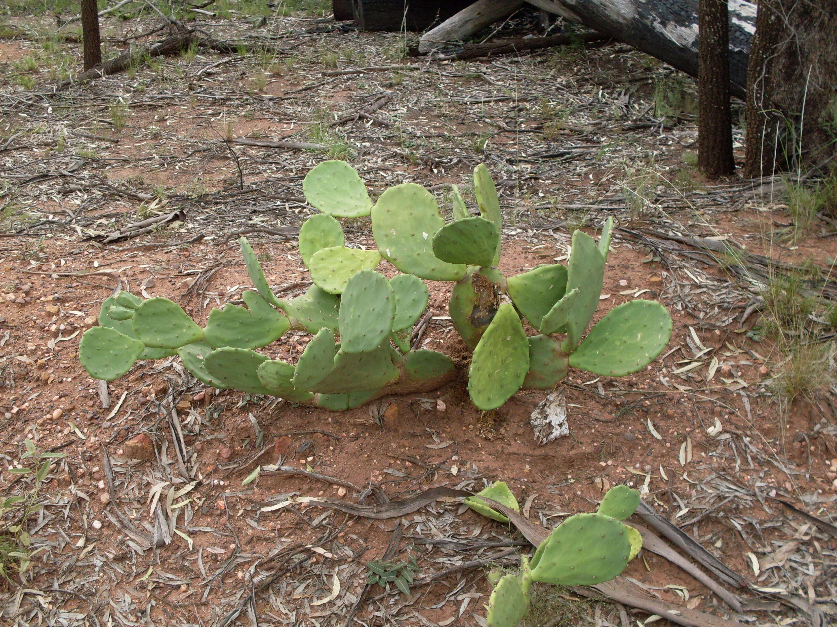 Image of Erect Prickly Pear