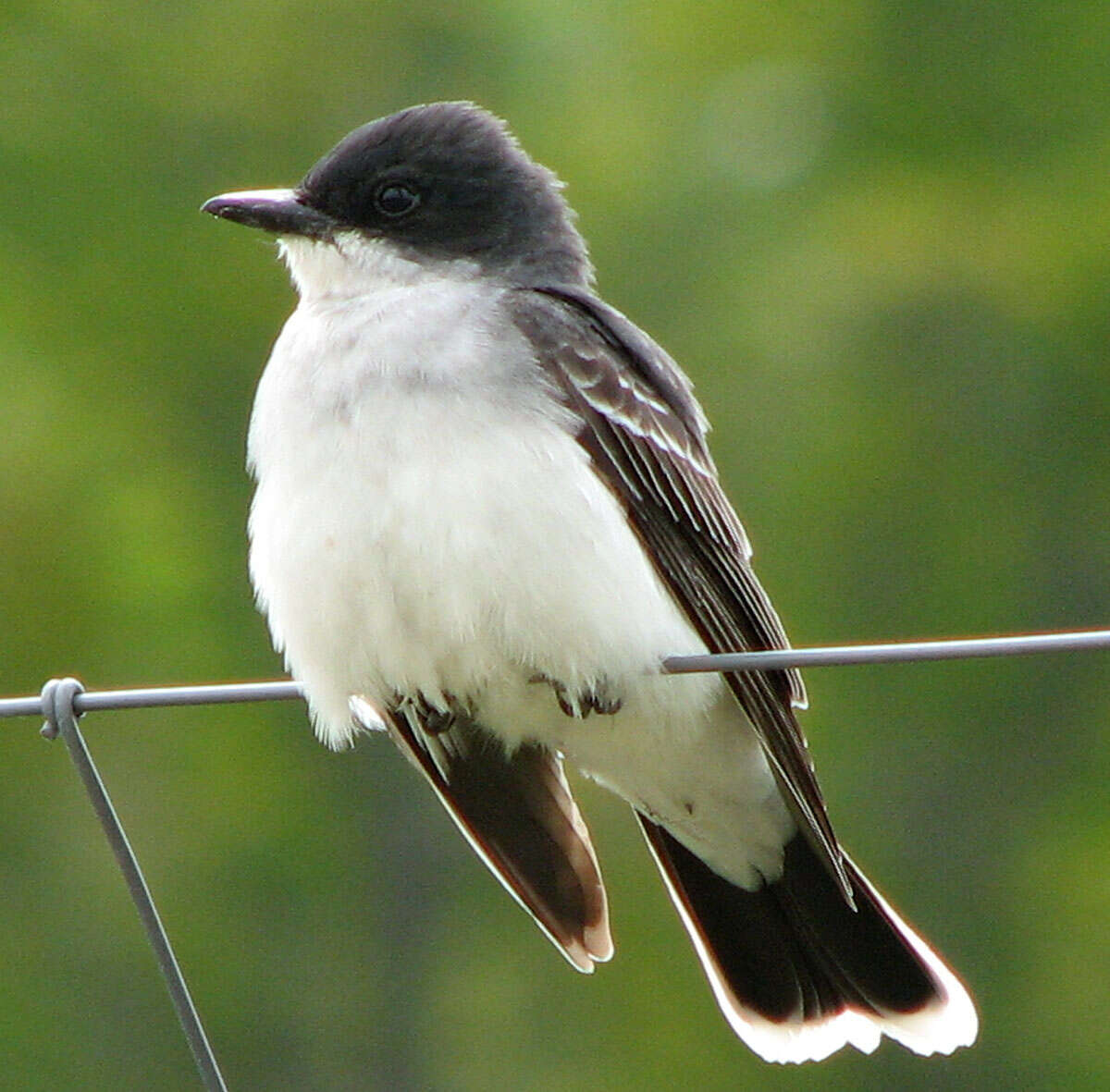 Image of Eastern Kingbird