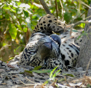 Image of Jaguar