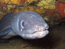 Image of Conger Eel