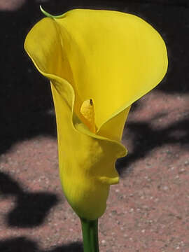 Image of calla lily