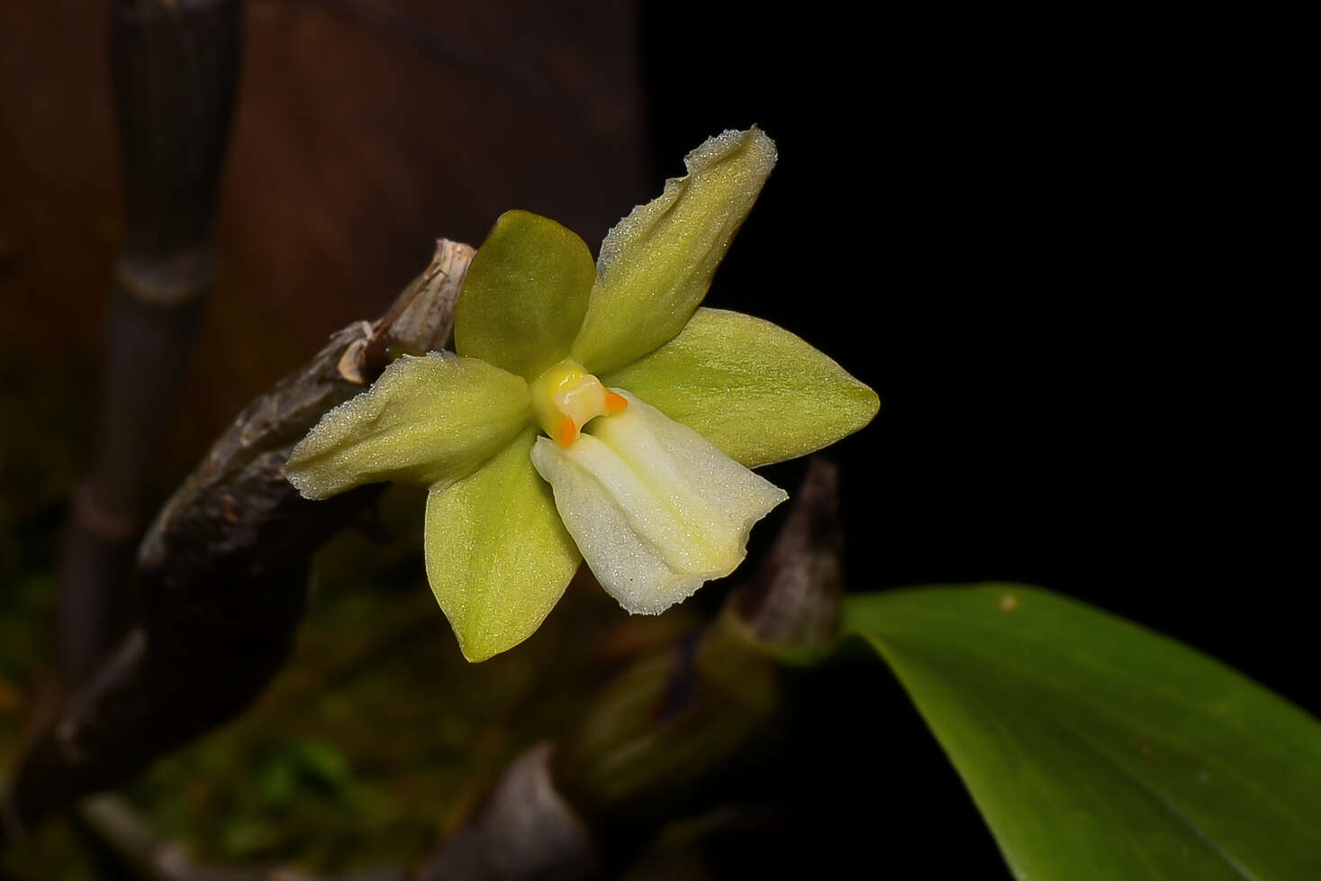 Imagem de Dendrobium derryi Ridl.