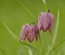 Image of fritillaries