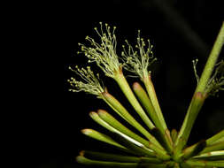 Image of Cojoba sophorocarpa (Benth. & Hook. fil.) Britton & Rose