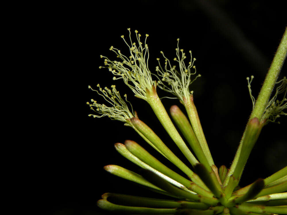 Image of Cojoba sophorocarpa (Benth. & Hook. fil.) Britton & Rose