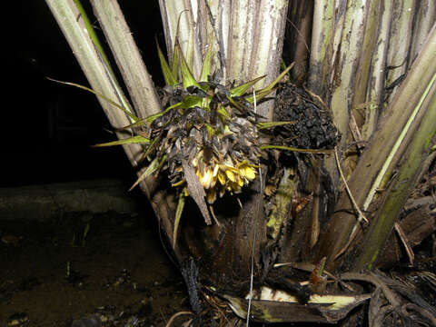 Image of Palm-Grass