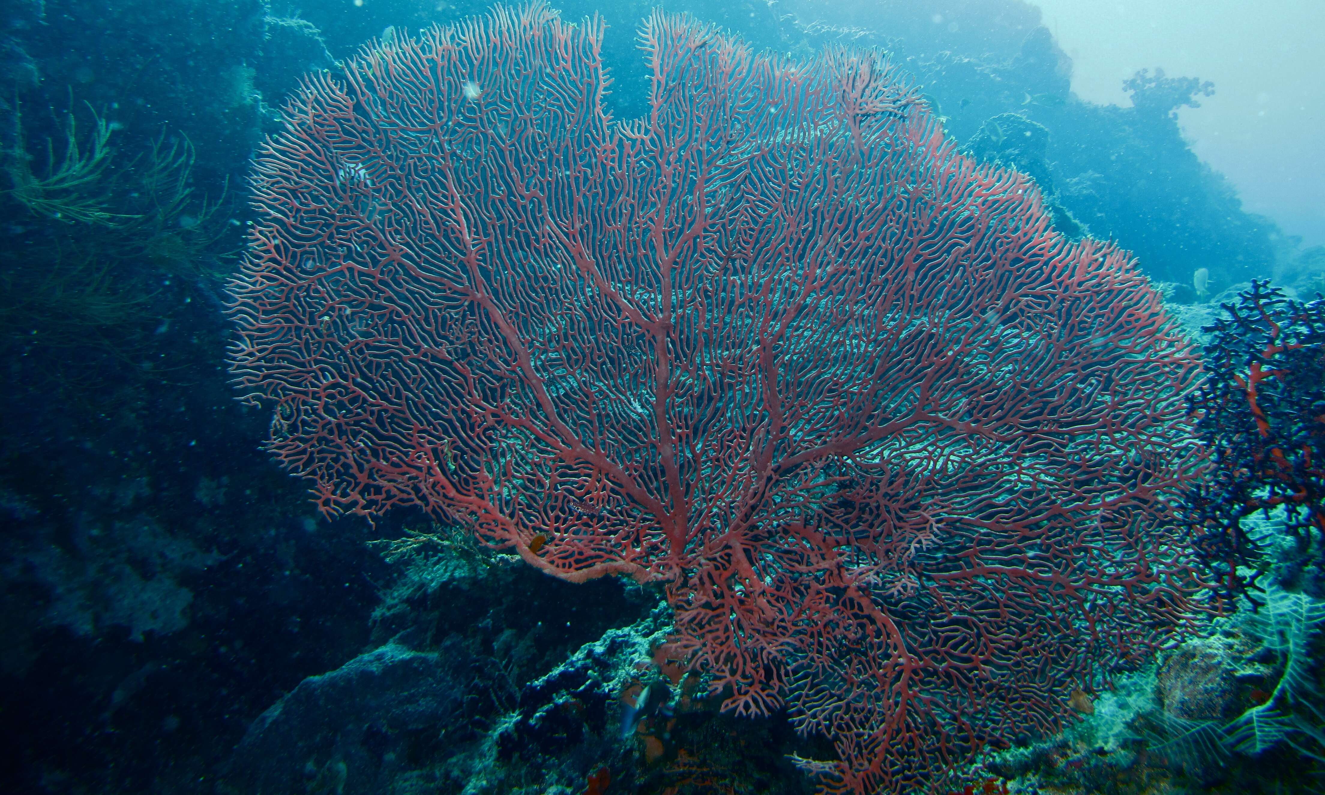 Image of red sea fan