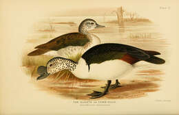 Image of Sarkidiornis Eyton 1838