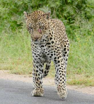 Image of Leopard