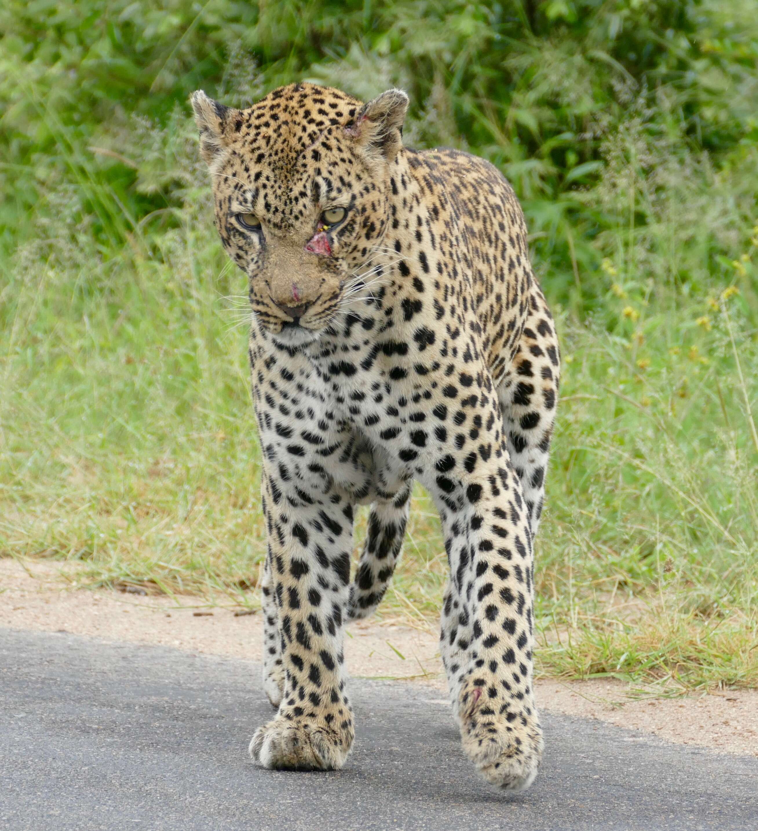 Image of Leopard