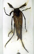 Image de Rhipiphoridae