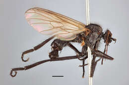 Image of Empis lucida Zetterstedt 1838