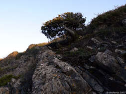 Image of Juniperus phoenicea subsp. turbinata (Guss.) Nyman