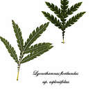 Image of fern-leaf Catalina ironwood