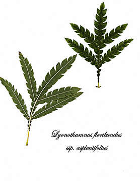 Image de Lyonothamnus floribundus A. Gray