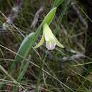 Image of Cleistes rosea Lindl.