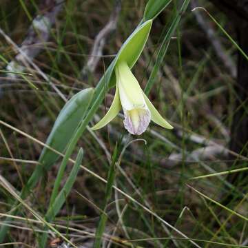 Image of Rosebud orchids